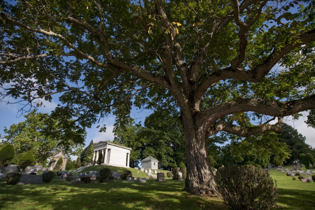 tree